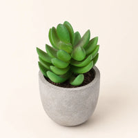 Jade Twist