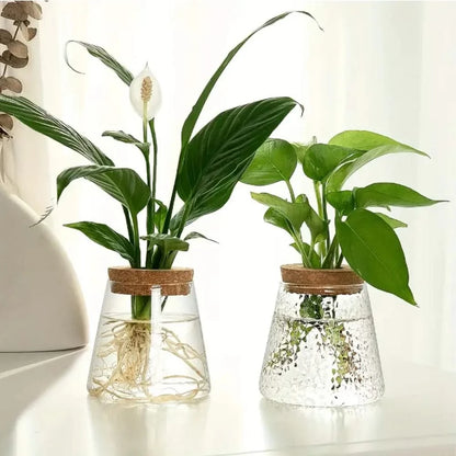 Hydroponic Plant Glass Vase