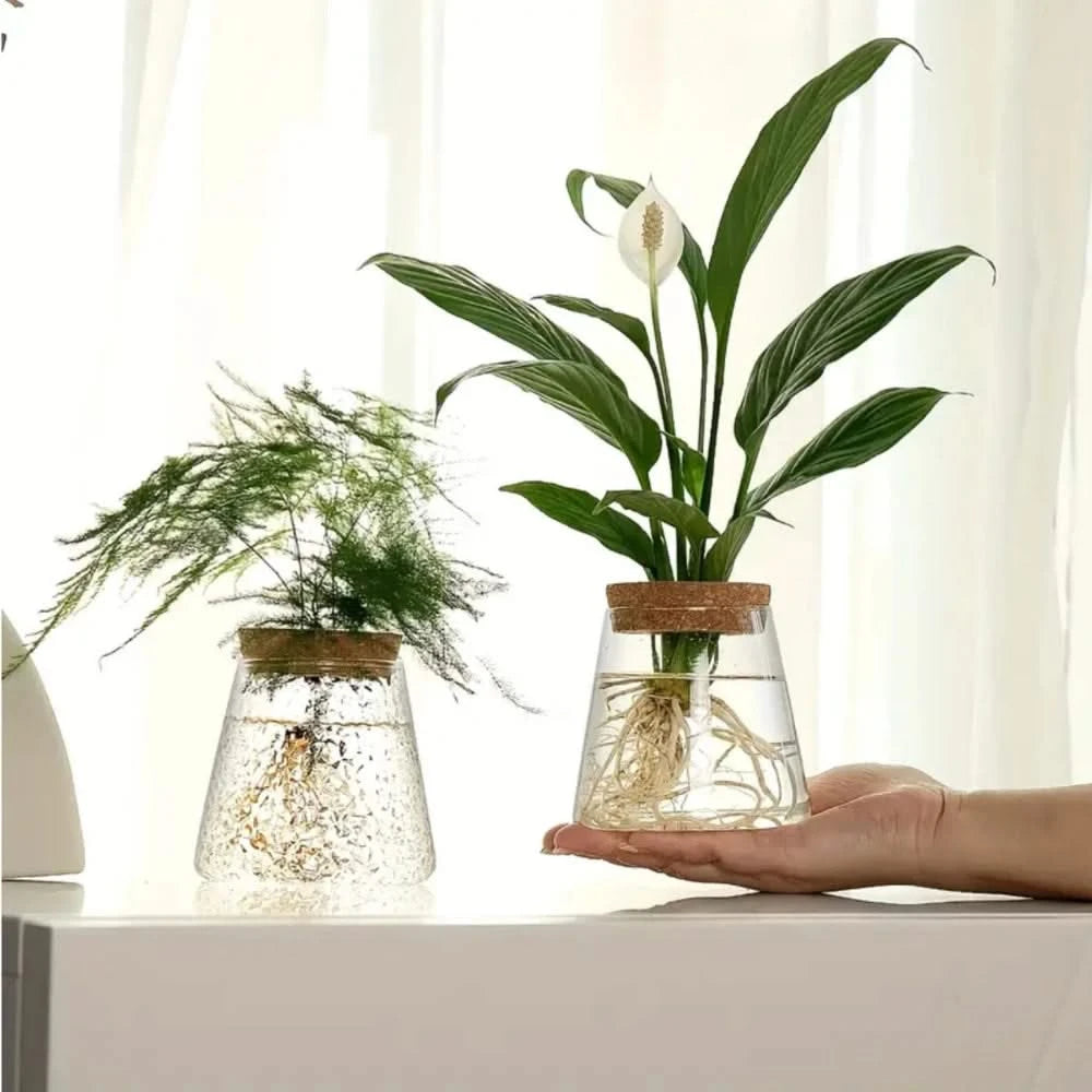 Hydroponic Plant Glass Vase