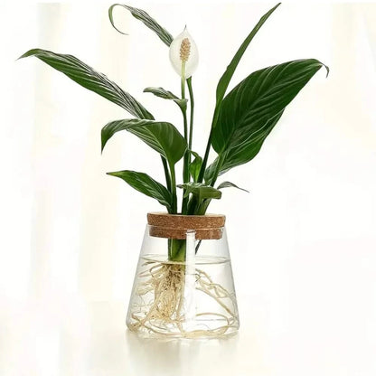 Hydroponic Plant Glass Vase