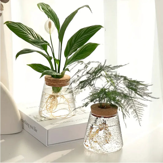 Hydroponic Plant Glass Vase