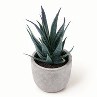 Slate Aloe