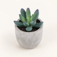 Plum Jade